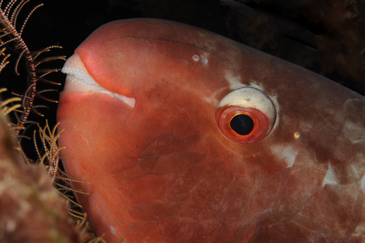 Detail of a Red Parrotfish - Cenderawasih Bay - West-Papua - Indonesia 2011