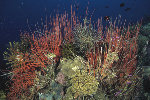 Underwater scenery of a coral reef - Walindi - Kimbe Bay - New Britain - PNG 2009