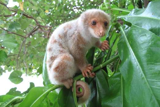 Common Spotted Cuscus - Ahe Island - Cenderawasih Bay - West-Papua - Indonesia 2011