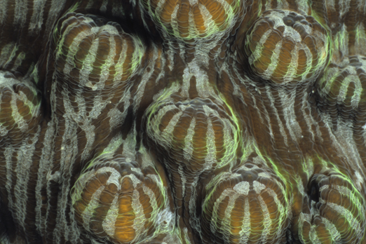 Detail of the structure of a plate coral - Tufi - Oro Province - PNG 2009