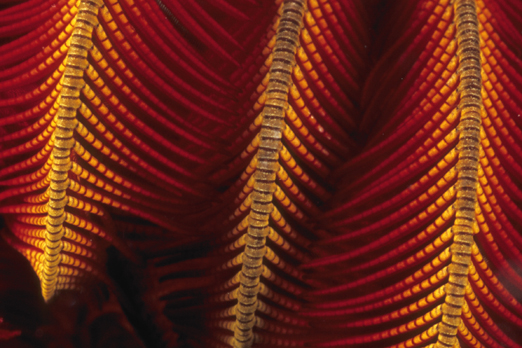 Detail of a Bushy feather star - Tufi - Oro Province - PNG 2009