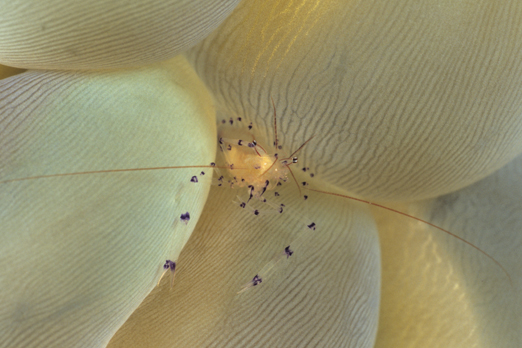 Vir philippinensis in Plerogyra sinuosa - Walindi - Kimbe Bay - New Britain - PNG 2009