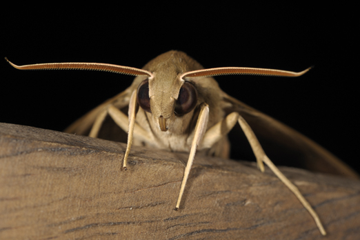 Portrait of a moth (name unassigned) at night - Pantar - Alor-Archipelago - Indonesia 2010