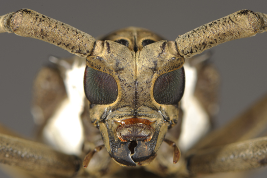 Portrait of a Longicorn beetle (Batocera wallacei) - Kimbe Bay - New Britain - PNG 2009