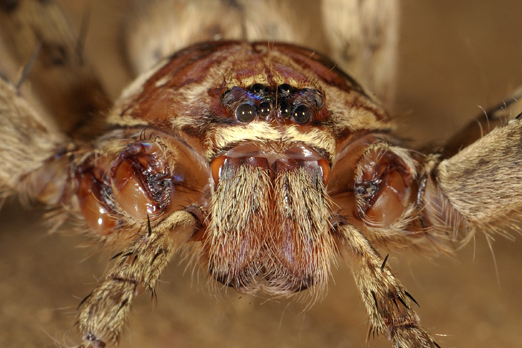 Portrait of a spider (name unassigned) - Tufi - Oro Province - PNG 2009