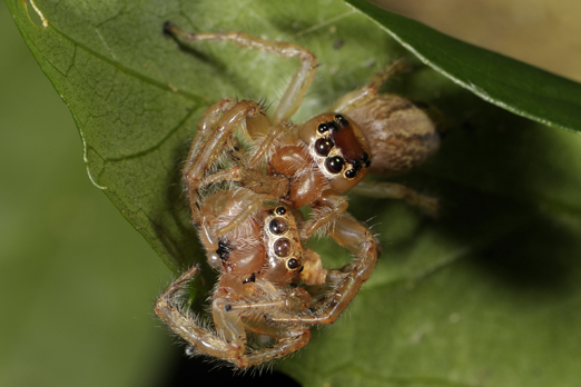 Two spiders (name unassigned) - Walindi - Kimbe Bay - New Britain - PNG 2009