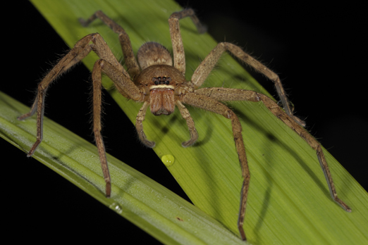 Portrait of a spider (name unassigned) - Walindi - Kimbe Bay - New Britain - PNG 2009