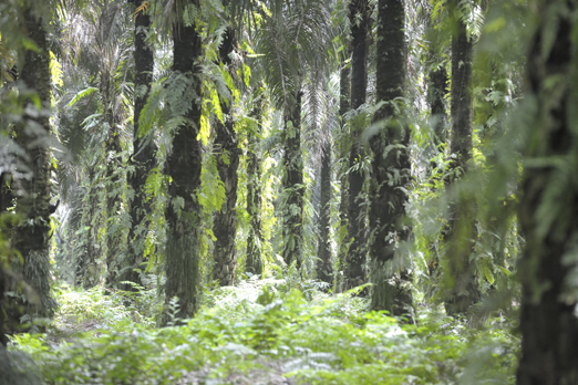 Old palm oil plantation - near Hoskins - New Britain - PNG 2009