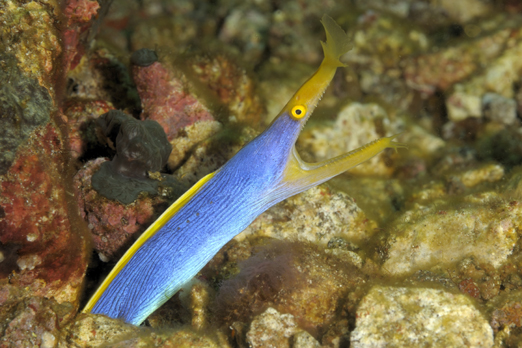 Blue Ribbon Eel - Pantar - Alor-Archipelago - Indonesia 2010