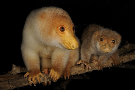 Spotted Cuscus and Common Cuscus - Tufi - Oro Province - PNG 2009