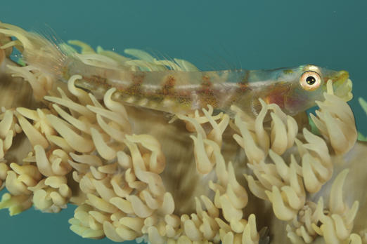 Wire Coral Goby on a Whipe Coral - Pantar - Alor-Archipelago - Indonesia 2010