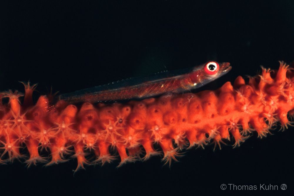 PNG_2006_TOM_Goby