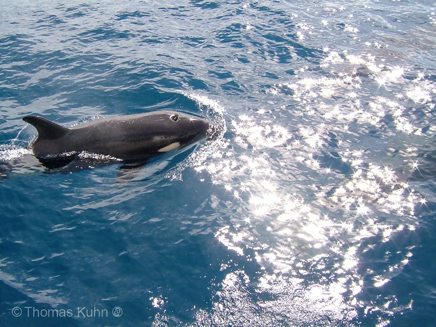 PNG_2006_TOM_Small_Orca1