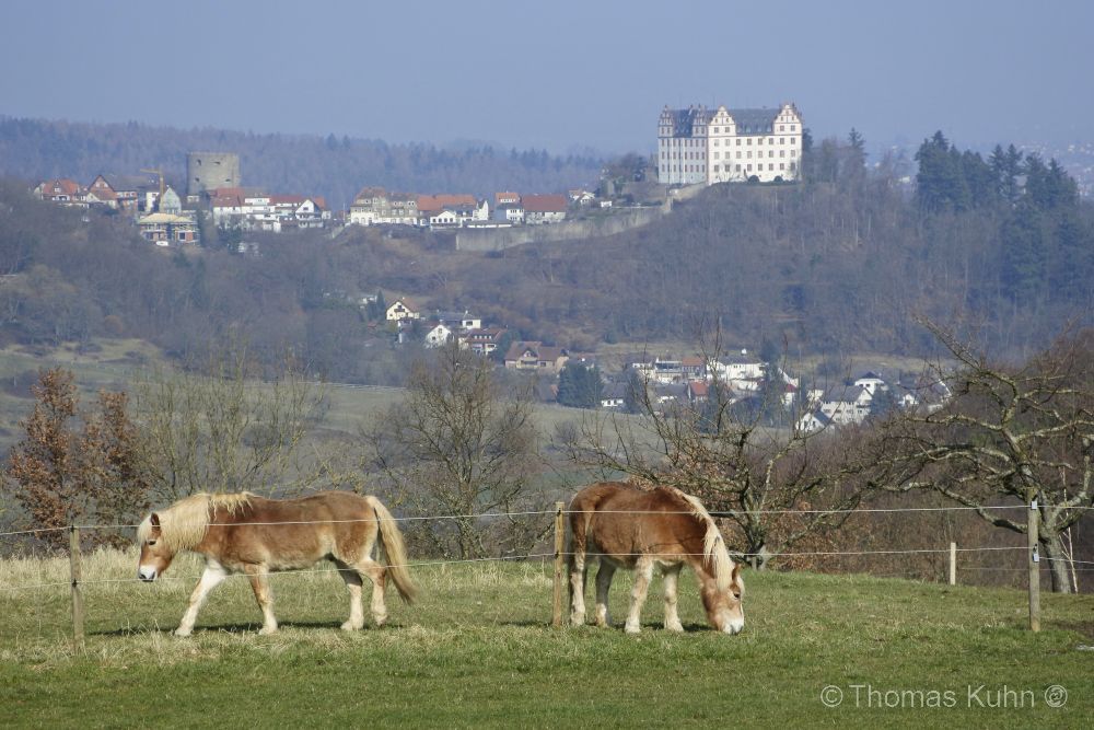 LandscapeMessbach_Odw_18_02_2018TOM_DSC0236