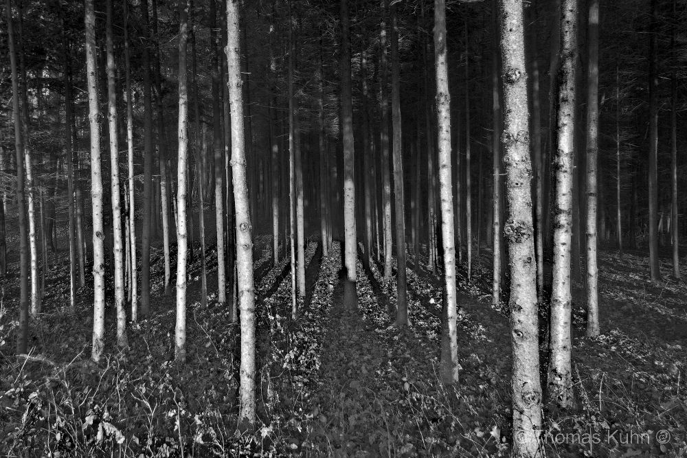 Trees&ForestsNeutscher_Höhe_sw_11_2011TOMDSCN0178