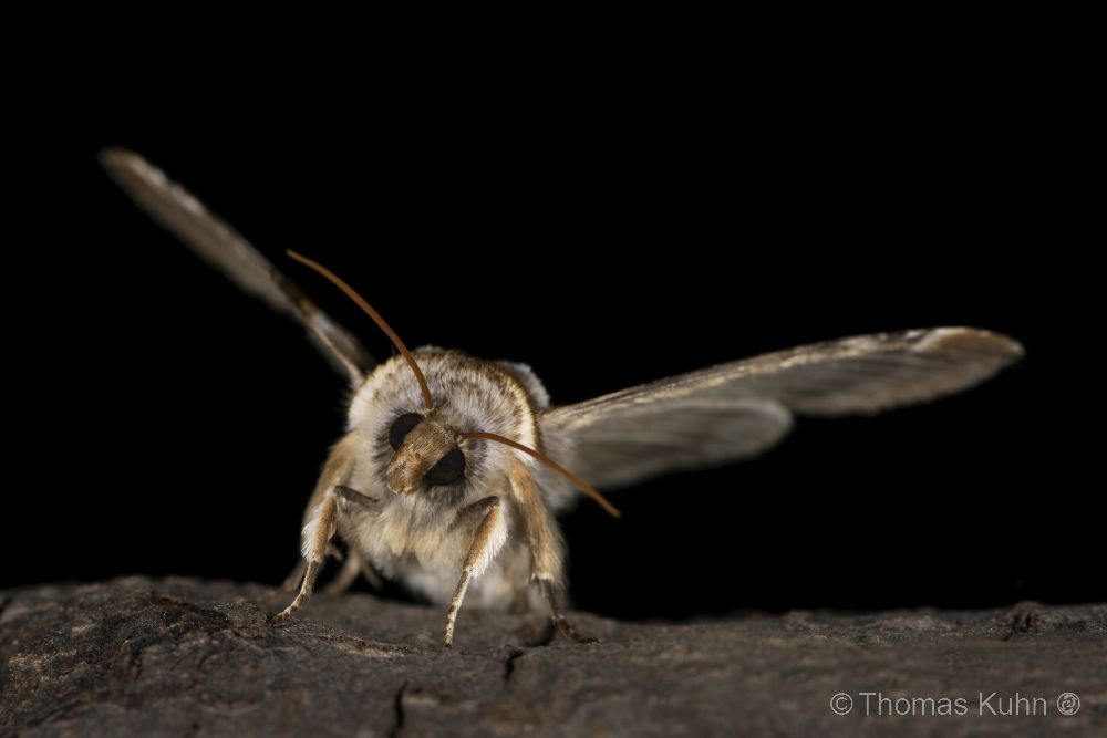 Achat_Eulenspinner_Habrosyne_pyritoides_Kühkopf_2026_05_23_TOMDSC_4561
